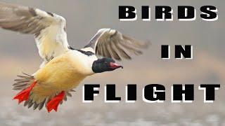 BIRDS IN FLIGHT