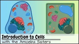 Introduction to Cells: The Grand Cell Tour