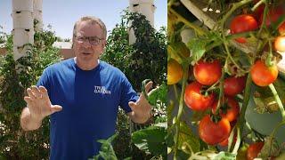 Can you grow tomatoes, peppers and other fruiting crops in a Tower Garden? | True Garden