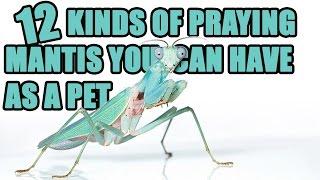 12 Praying Mantis You Can Have as a Pet  - How To Care for a Pet Mantis