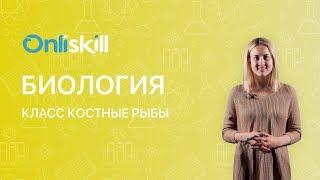 Биология 7 класс: Класс Костные рыбы