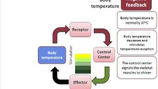 Homeostatic Control Mechanisms