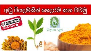 Turmeric cultivation | Easy Tips |අඩු වියදමකින් ගෙදරම කහ වවමු | Ceylon Agri | Episode 10