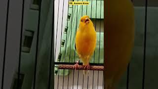 canaries singing || canary singing || canario belga || kenari gacor || kenari mania #shorts #short