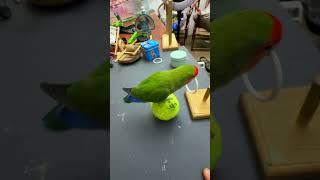 Bird Training : Smart lovebird Parrot , Smart Little Cute Parrot #training #smartparrot #cute