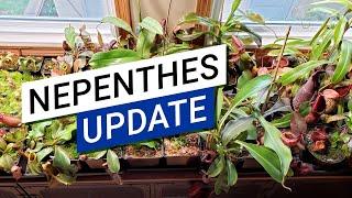  Summer Windowsill Nepenthes Update 2022  (The plants start to get big now!)