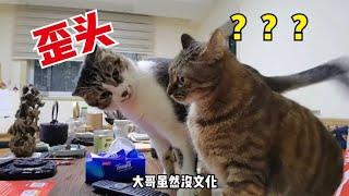 猫后生配音秀：两只猫咪的加密对话，今天它破译了！