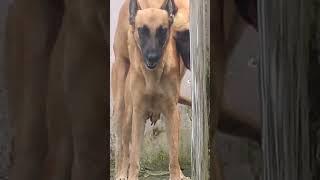 cruce de pastor belga #pastorbelgamalinois #malinois