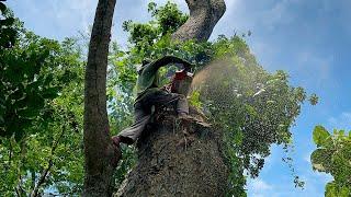 Skill & Guts ‼️ Cutting down Huge tree with Strongest chainsaw.