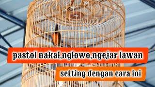 pastol nakal nglowo ngejar lawan sudah pusing coba settingan ini saja