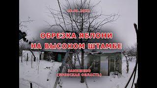 Профессиональная обрезка яблони на высоком штамбе (10.01.2022 Замишево Брянская область)