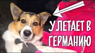 Новая жизнь Тузика. Немецкая семья для бездомной собаки из России.