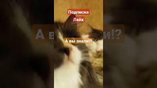 А вы знали!?    #youtubeshorts #комнатныерастения #кот #funny