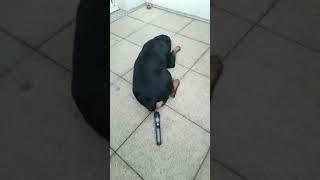 dog surprised by its own fart  - Subscribe For More  #Shorts