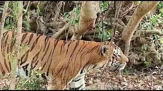 zoo safari in bannerghatta#tiger #sonishka