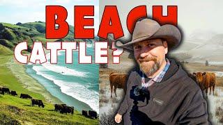 Behind The Scenes of a Working Cattle Ranch by the Ocean!