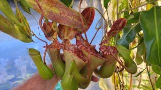 introduction to some great nepenthes for beginners
