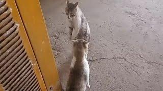 CAT FIGHTING OVER TERRITORY