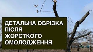 Детальна обрізка старої яблуні після жорсткого омолодження