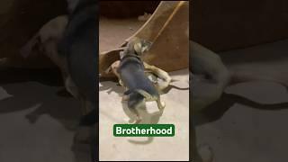 My bro #animals #pets #shortvideo #funny #dogs #shortvideo #shorts