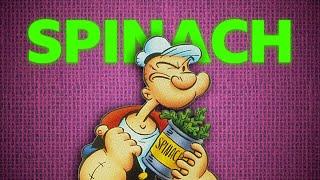 Why Popeye Loves Spinach? Secret Revealed