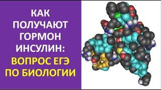 14. Как получают гормон инсулин: вопрос ЕГЭ по биологии