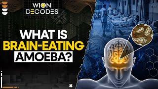 Brain-Eating Amoeba Spreads in India | WION Decodes