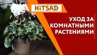 Комнатные Цветы осенью  Комнатные растения Полезные советы по уходу от Хитсад