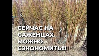 Самая низкая стоимость доставки за саженцы