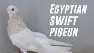 Egyptian Swift Pigeon