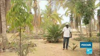 Au Sénégal, Goran N'diaye, pionnier de l’agroécologie, fait pousser un potager dans le désert