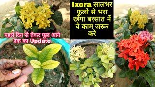 How To Grow And Care Ixora Plant , अगर फूल नहीं आते पत्तियां पीली हो जाती है तो यह काम जरूर करे ।।