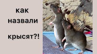 Как мы назвали крысят?! #крысята #animal #животные #rat #крысы