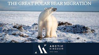 WEBINAR - The Great Polar Bear Migration  - A Fly In Safari by Arctic Kingdom