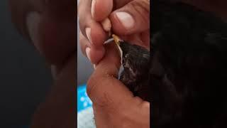 Rescued Myna baby - hand feeding tips.