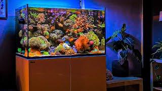 Most BEAUTIFUL Mixed Reef Tank I've Seen 