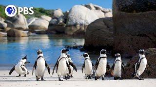 African Penguins Commute Home in Rush Hour