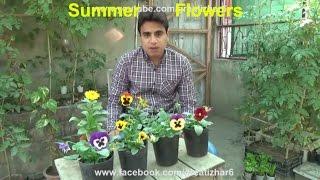 Summer Season Flowers List | Popular Summer Flowers | Flower for Beauty (Urdu/hindi)