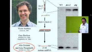 Return to the RNAi World: Rethinking Gene Expression and Evolution