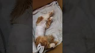 #shortvideo #catscissor #cat #kitten