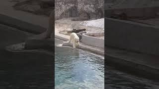 Белый медведь/Московский зоопарк.
