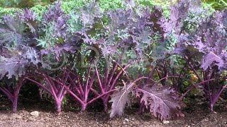 What Is Red Russian Kale ? Lets take a look   (Organic)