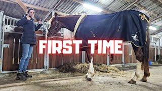 Risey is wearing a blanket for the first time. Grooming and hoof picking. | Friesian Horses