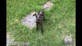 Direnna’s Yanka - fêmea - Italian Greyhound - Canil Direnna