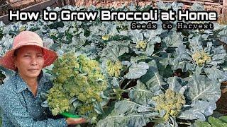 Growing Broccoli from Seeds a Home / Easy for beginners