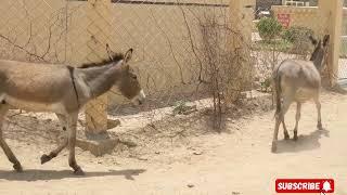 Ruling the Reels: Donkeys Take Over YouTube""Donkey Discoveries: Exploring YouTube's Favorites"