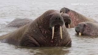 Моржи на Ямале 2019 - walruses on the Yamal Peninsula