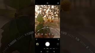 Vivo y15 how to in pro mood (camera tasting)#viral #shorts  #youtubeshorts #trending#shortsfeed