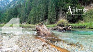 4K, Shallow, Old Tree Crossing | Relaxing Nature Film for Self-care, Meditation, Yoga #Nature #Relax