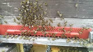 Bienenschwarm im Wabenlager